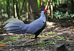 Kalij Pheasant